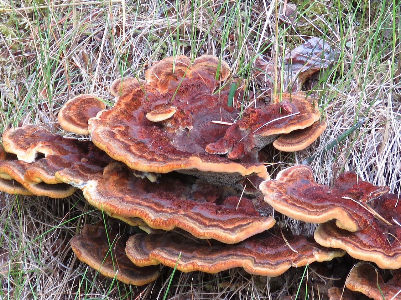 fungus nature forest free photo