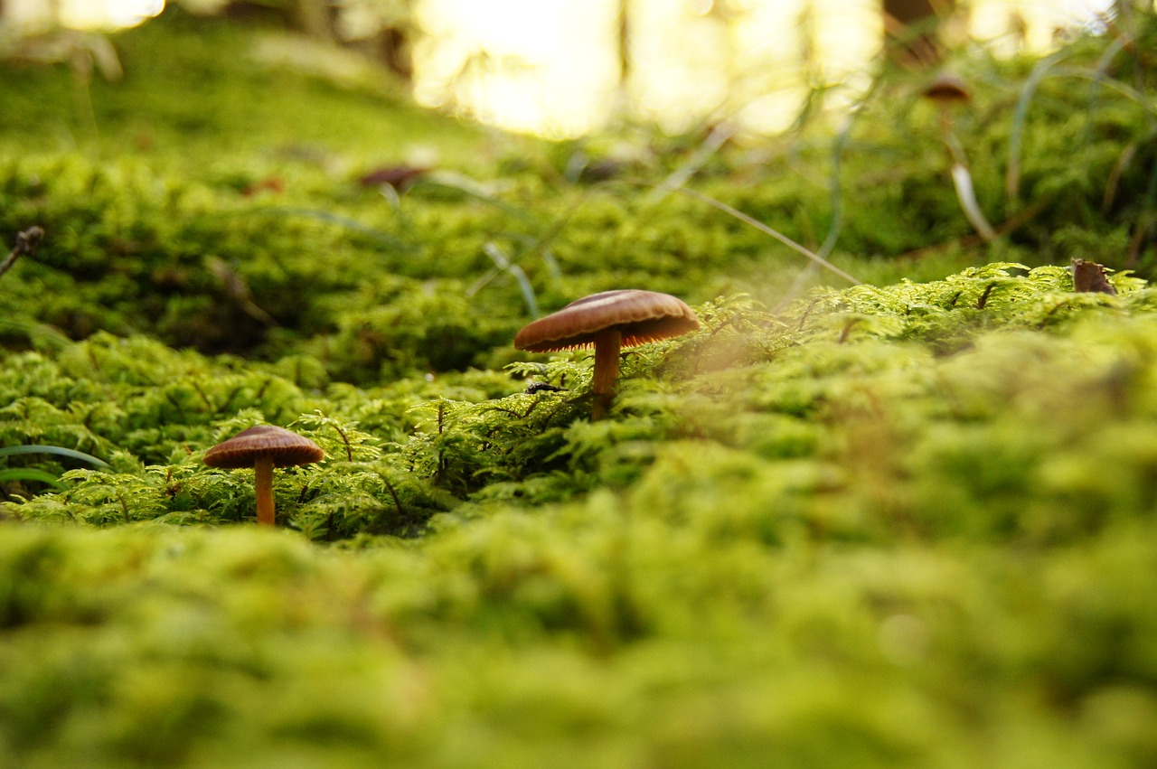 fungus forest mushrooms free photo