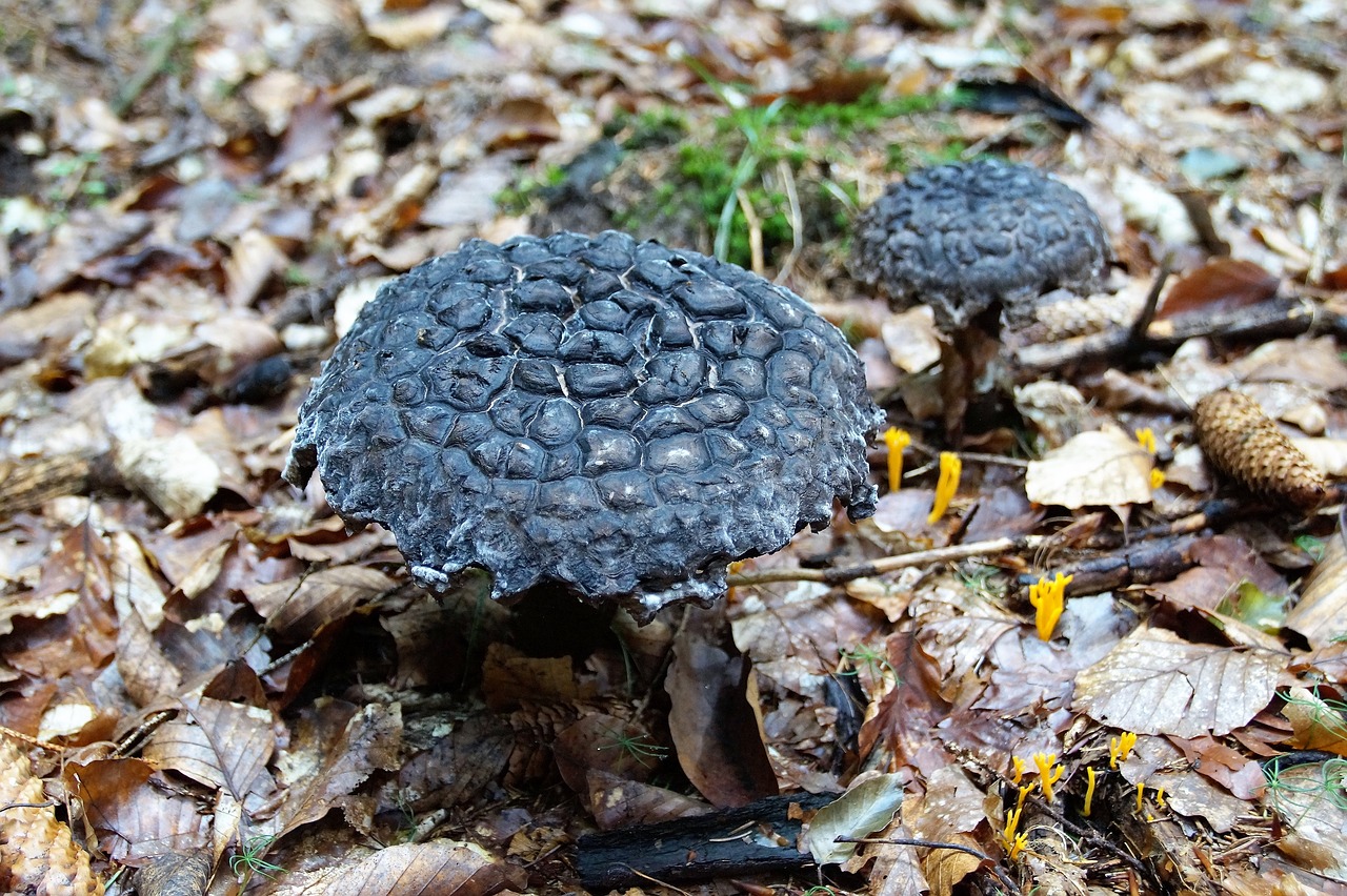 fungus boletus šiškovec free photo