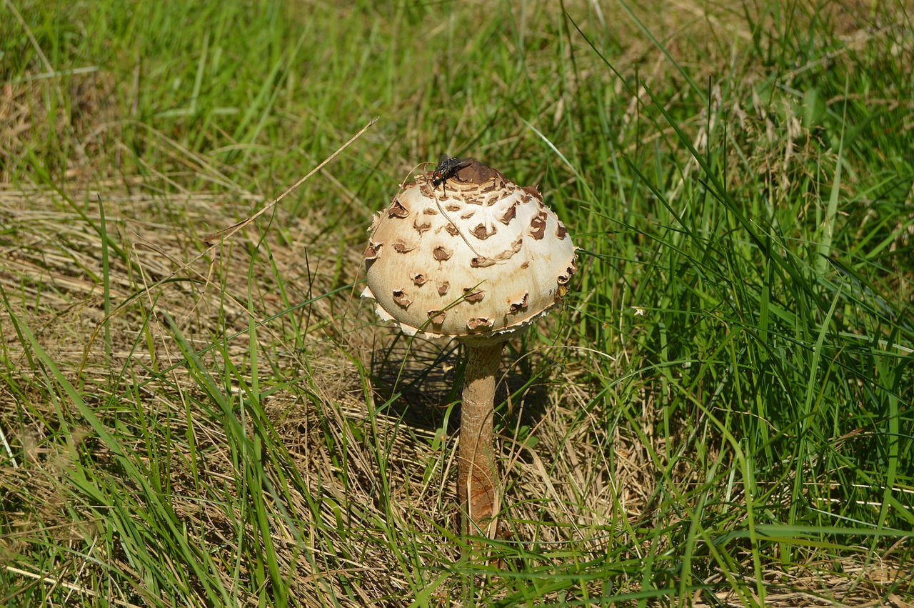 fungus grass summer free photo