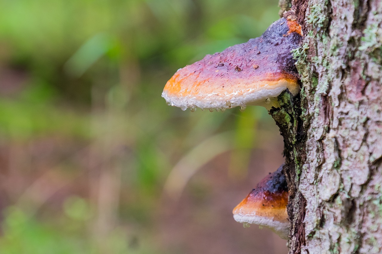 fungus tree wet free photo