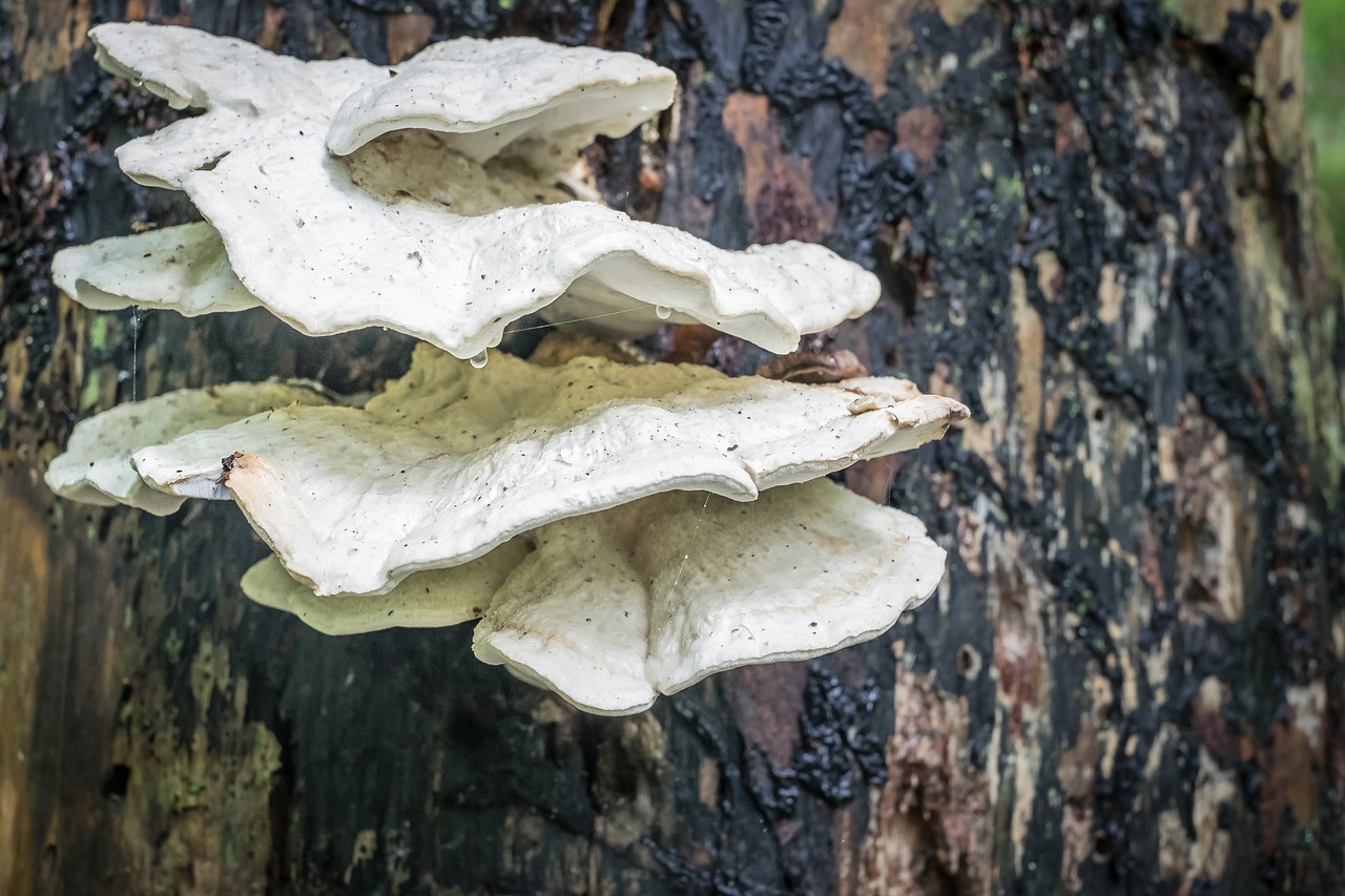 fungus mushroom water drop free photo