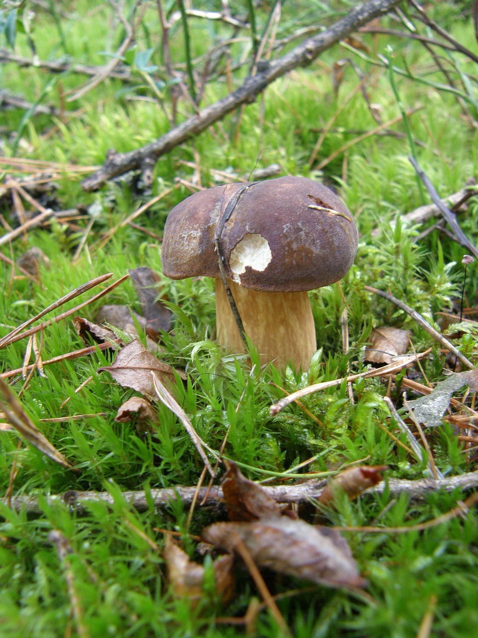 fungus forest autumn free photo