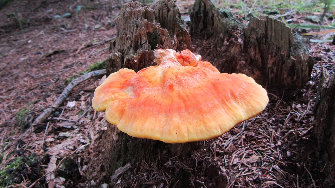 fungus polypore sírovec free photo