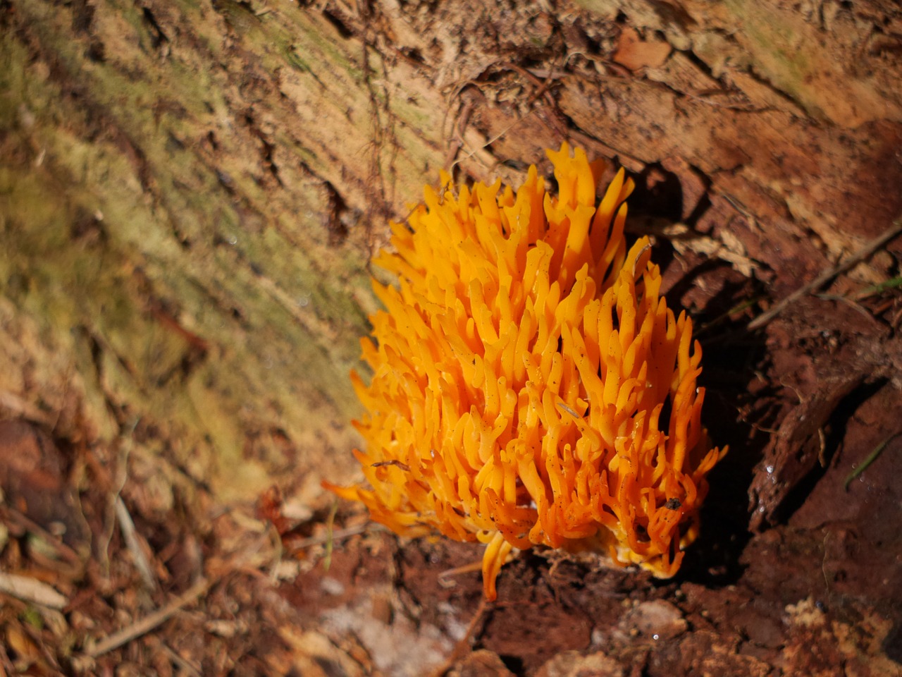 fungus comb plant free photo