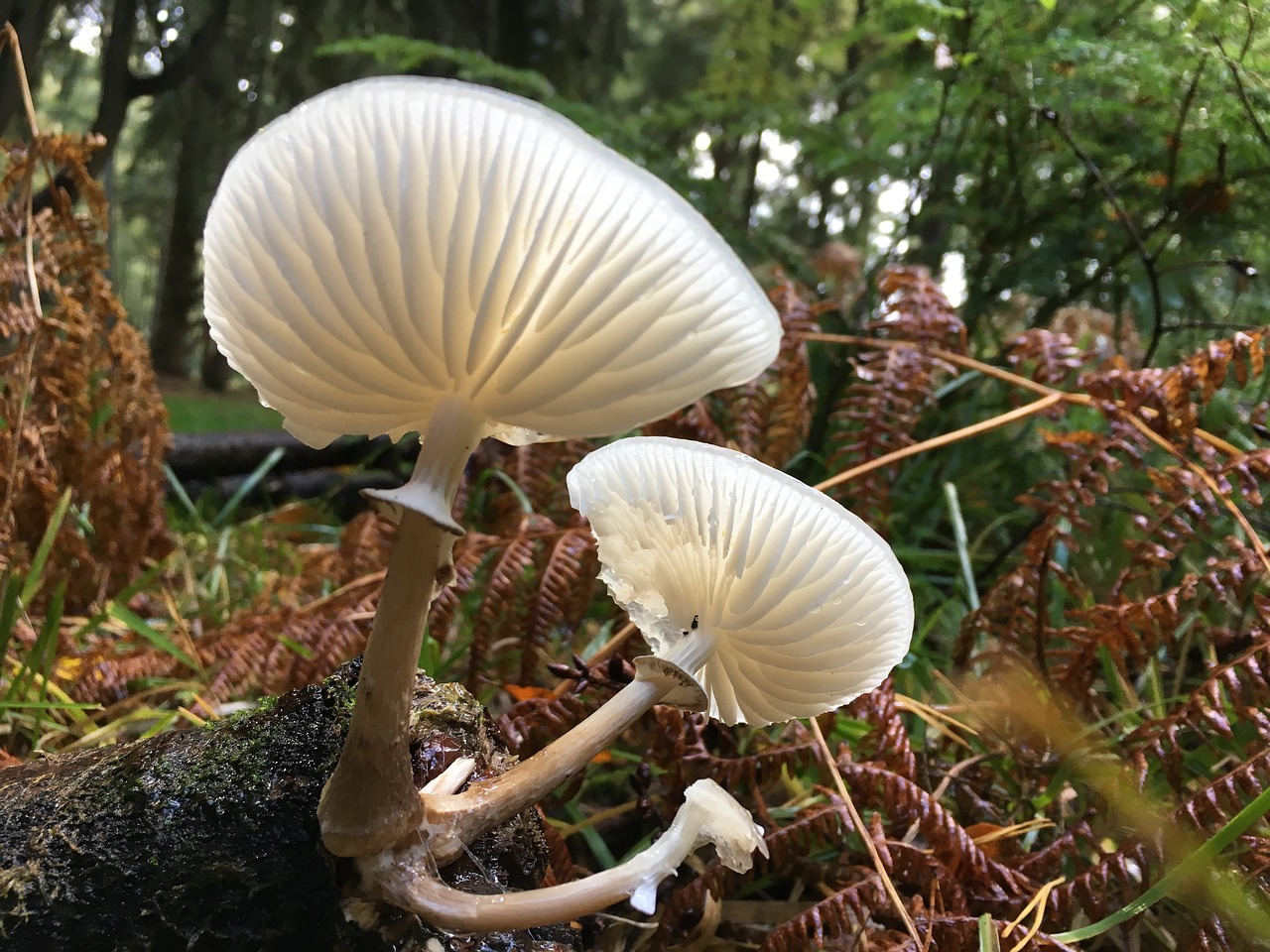 fungus mushroom forest free photo