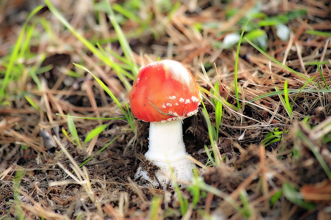 fungus red poisonous mushroom free photo