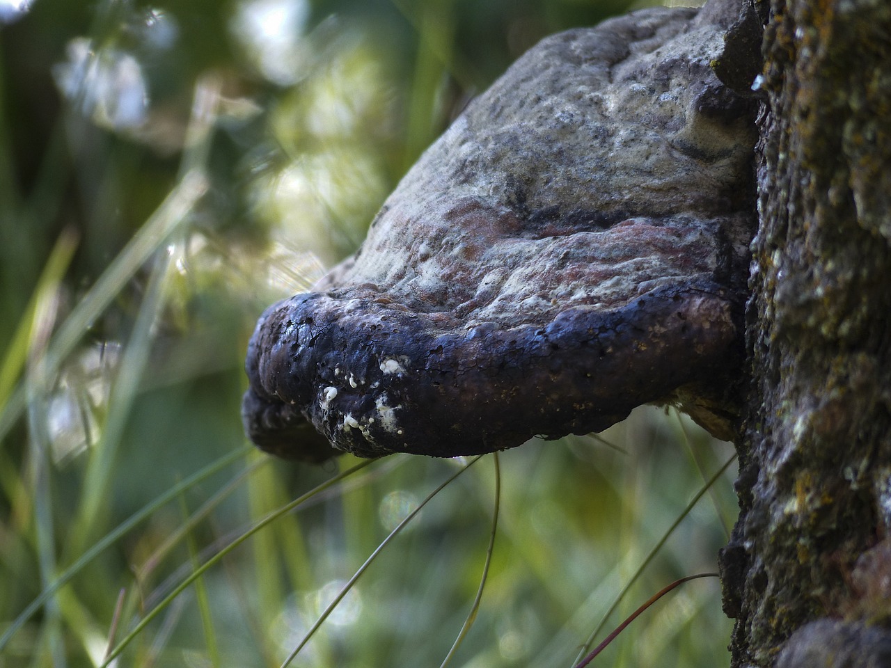 fungus tree stump free photo