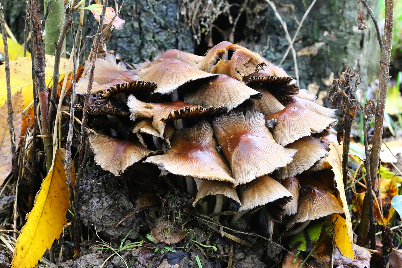 fungus nature forest free photo