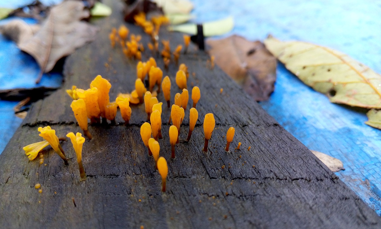 fungus like a flower rain free photo