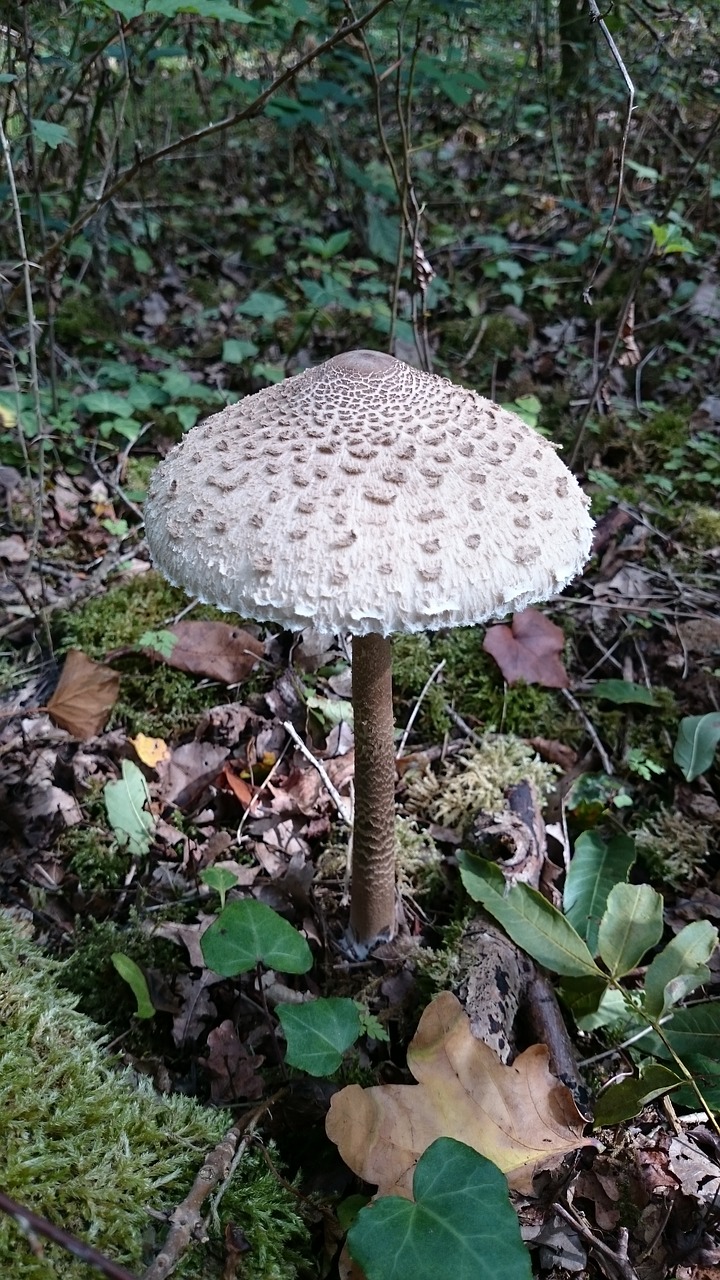 fungus forest fall free photo