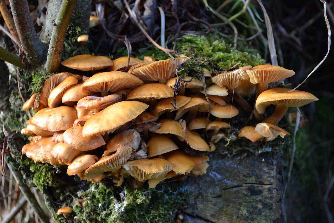 fungus mushroom fungi free photo