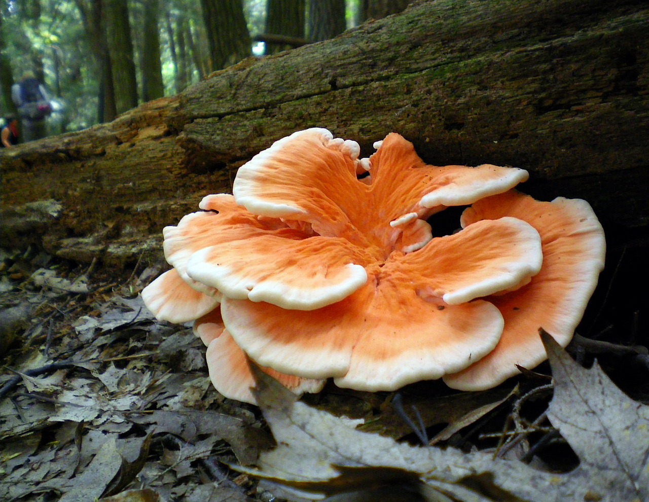 fungus mushroom forest free photo