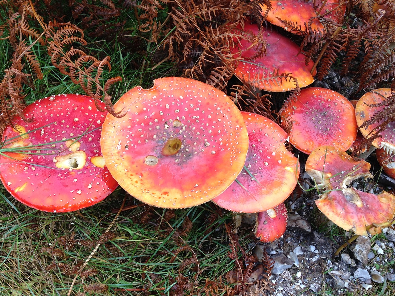 fungus outdoors nature free photo