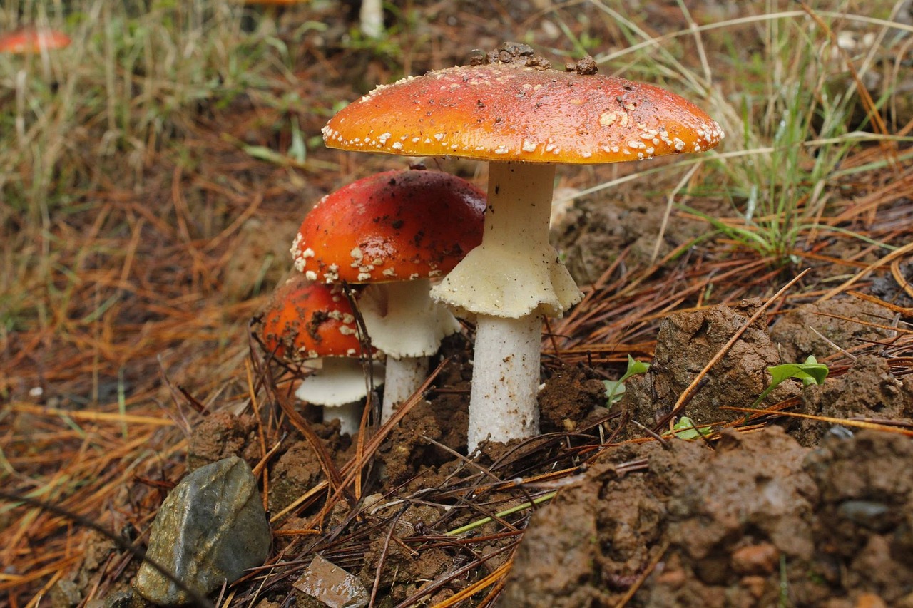 fungus forest mushroom free photo