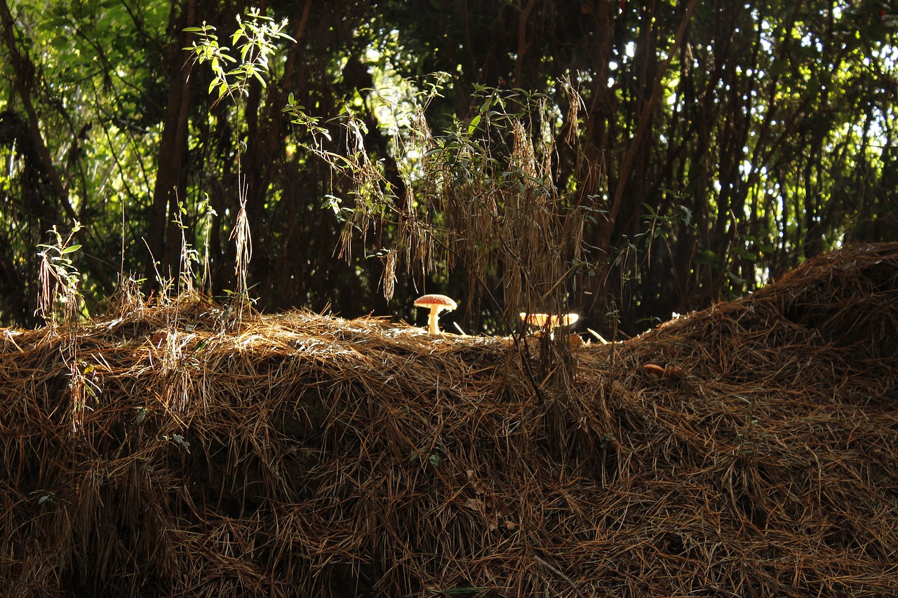 fungus forest mushroom free photo