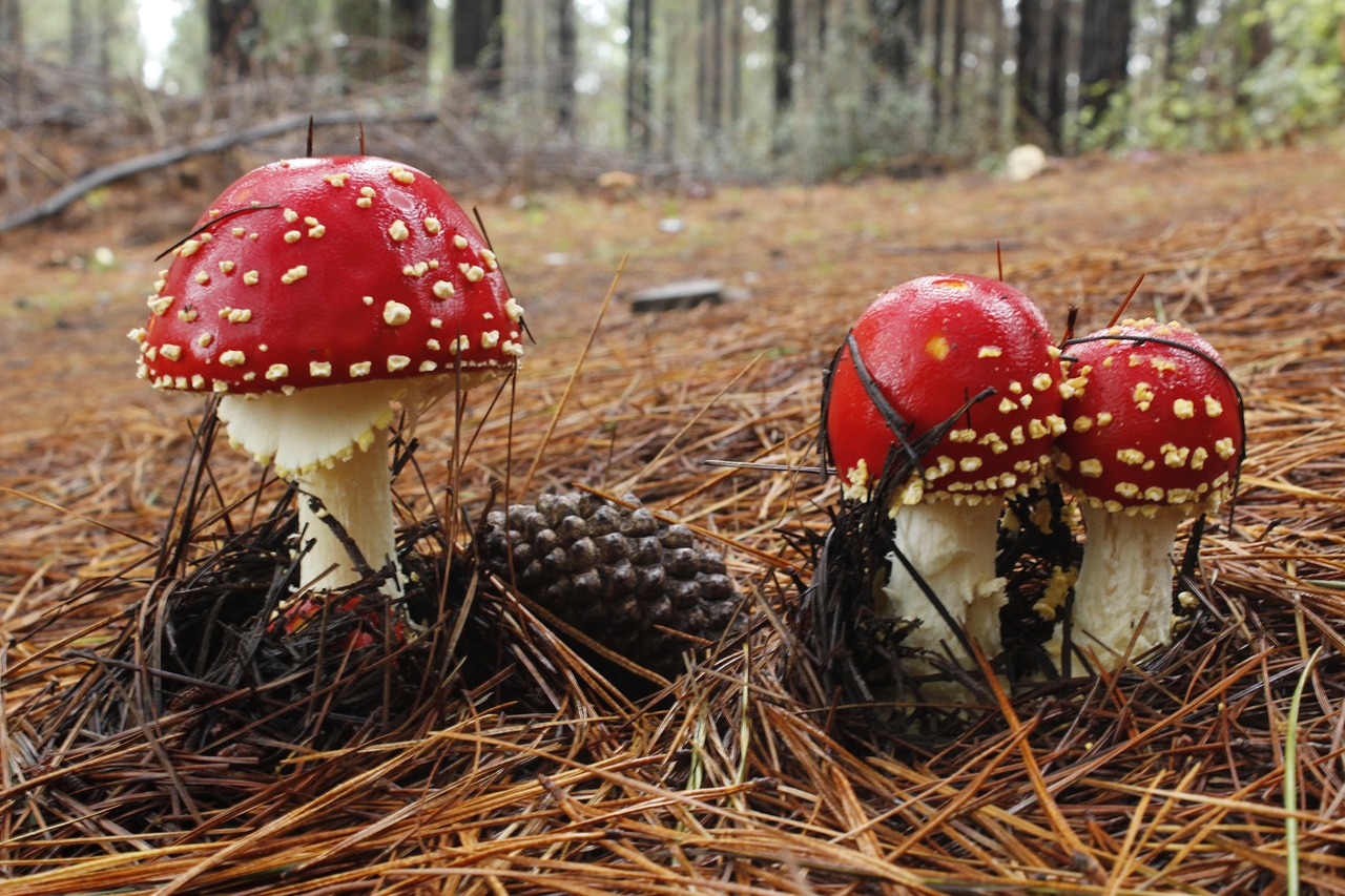 fungus forest mushroom free photo