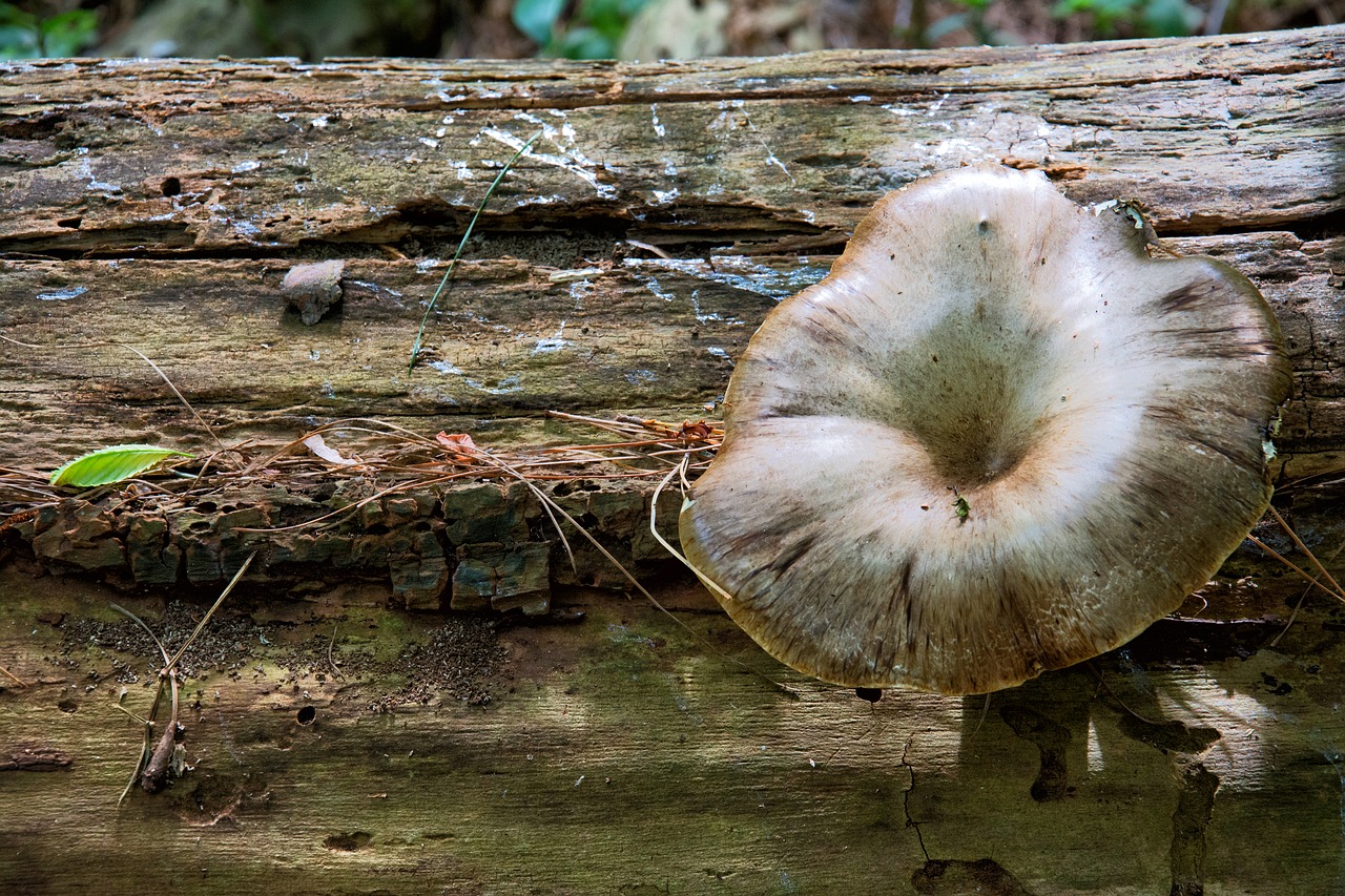 fungus nature forest free photo