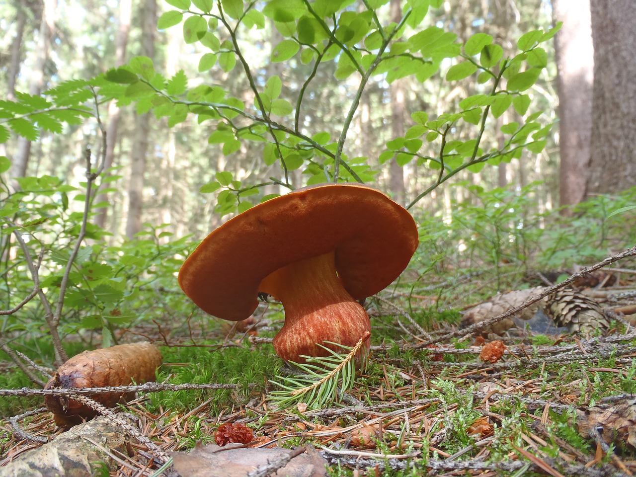 fungus boletus mushroom picking free photo