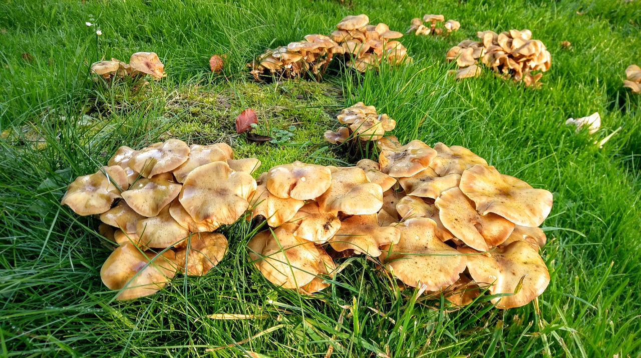 fungus mushrooms garden free photo