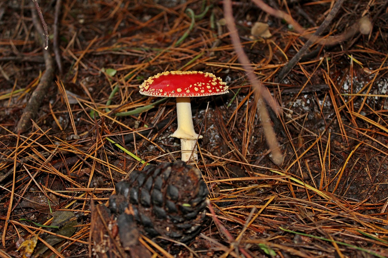 fungus forest mushroom free photo