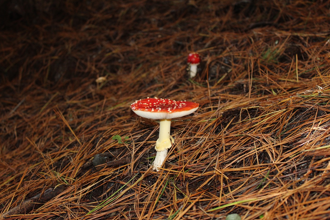 fungus forest mushroom free photo