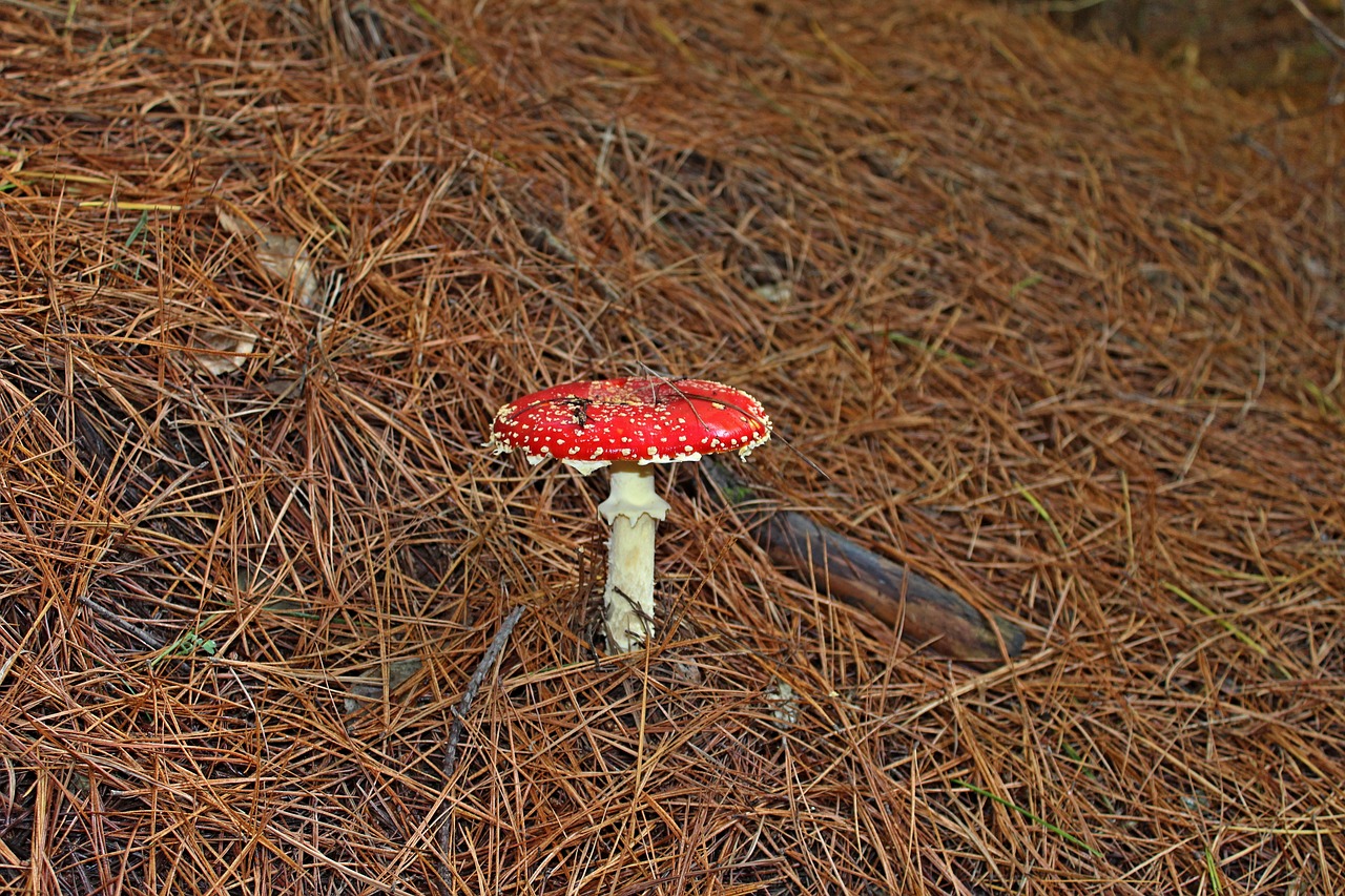 fungus forest mushroom free photo