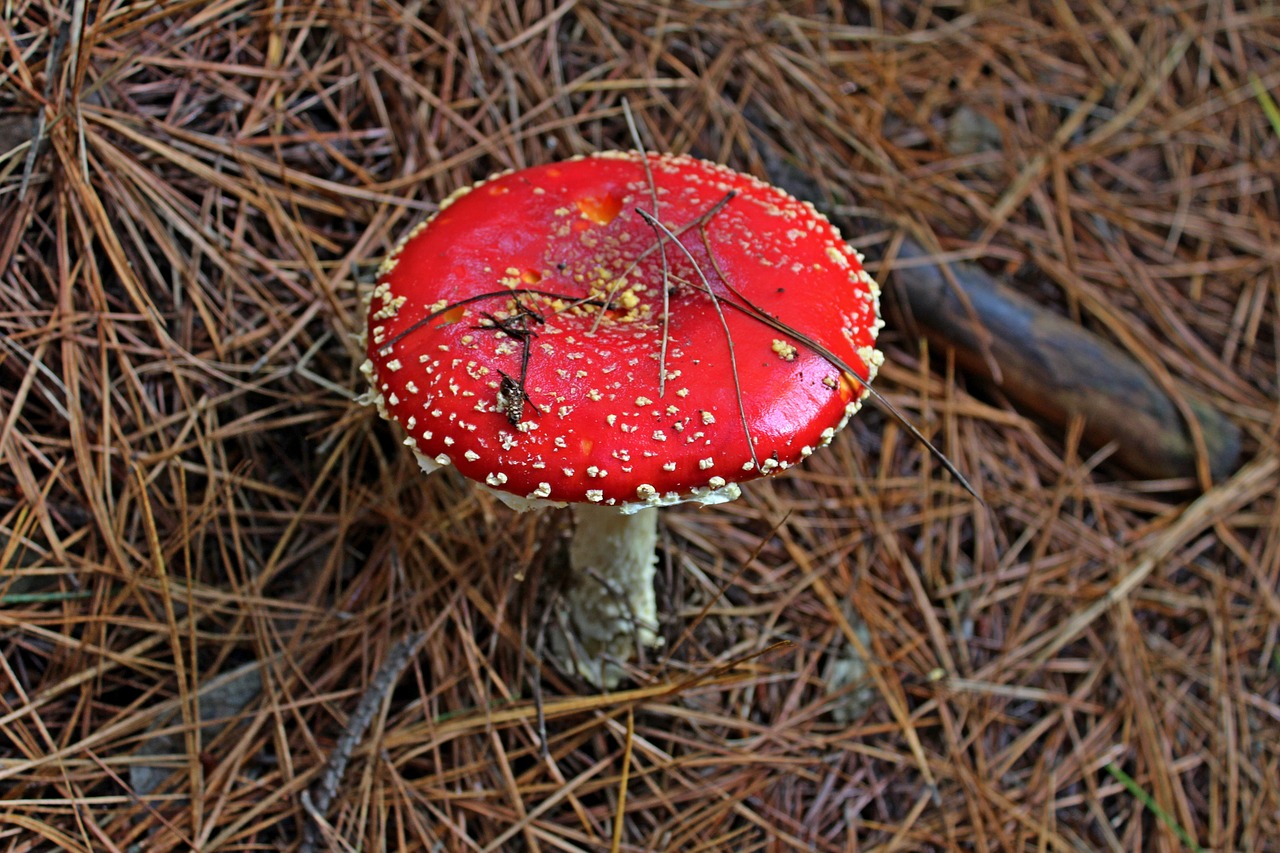 fungus forest mushroom free photo