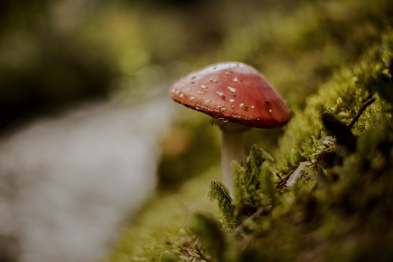 fungus nature mushrooms free photo