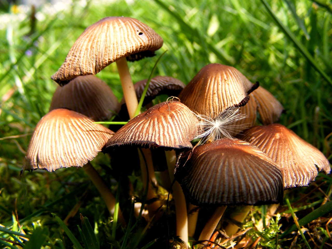 fungus nature macro free photo