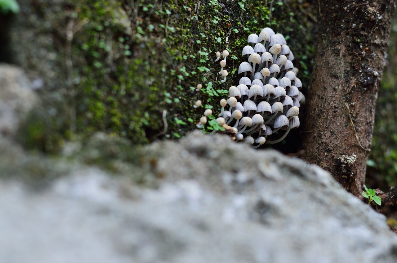 fungus wall green free photo