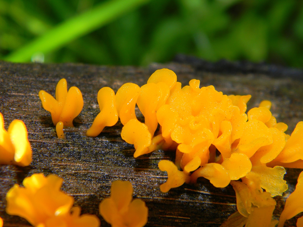 fungus wood wet free photo