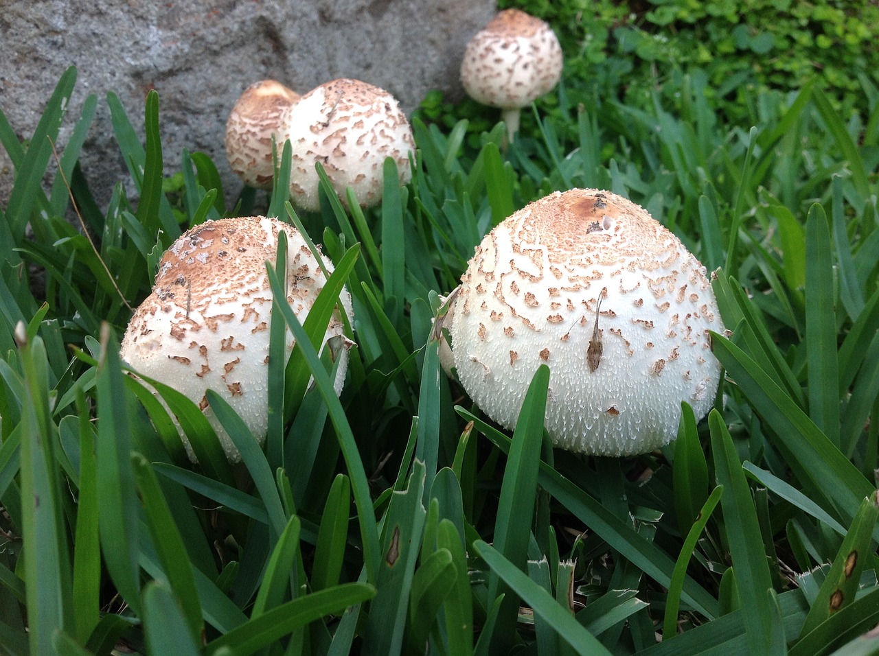 fungus mushrooms garden mushrooms free photo
