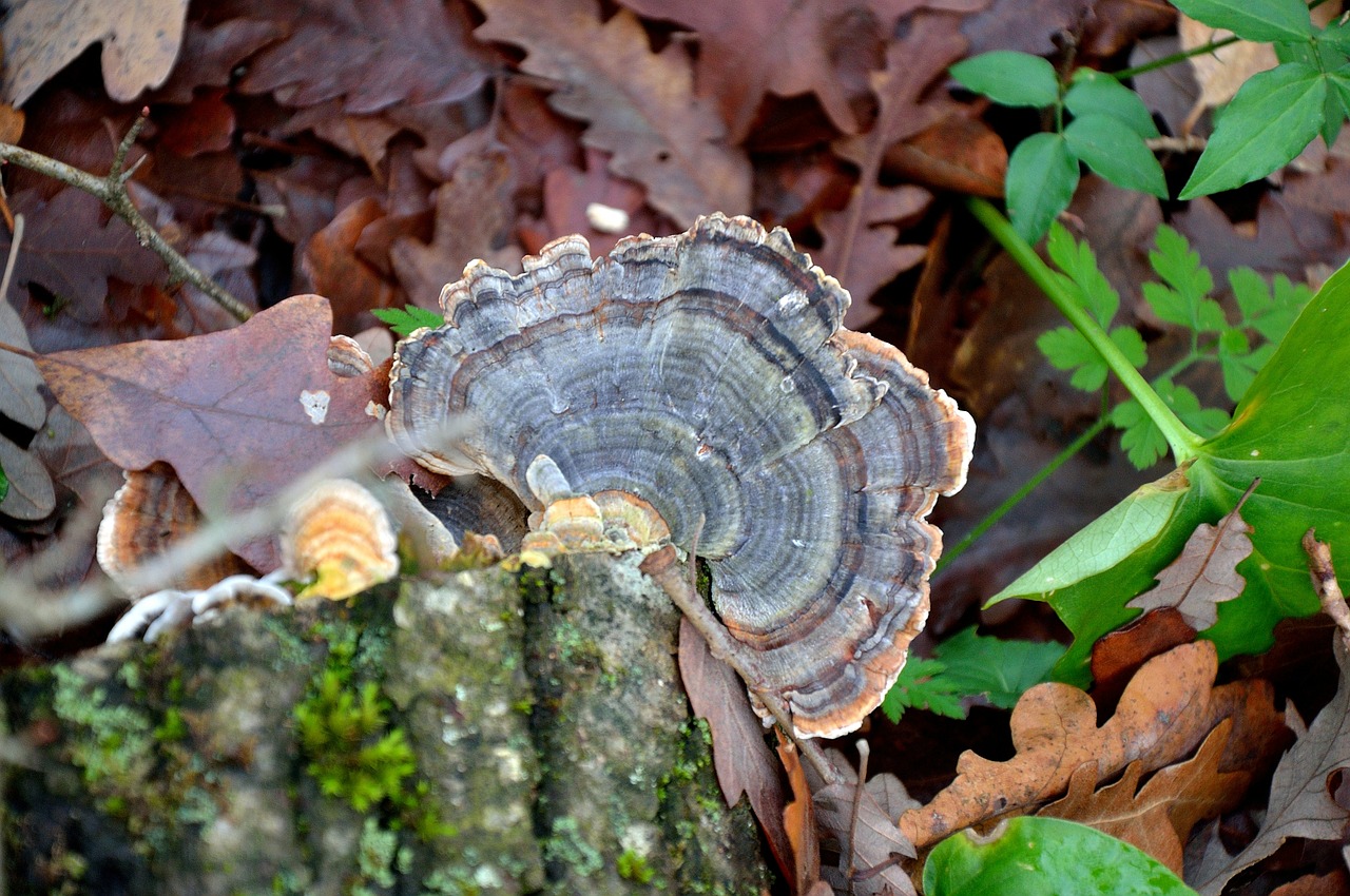 fungus forest nature free photo