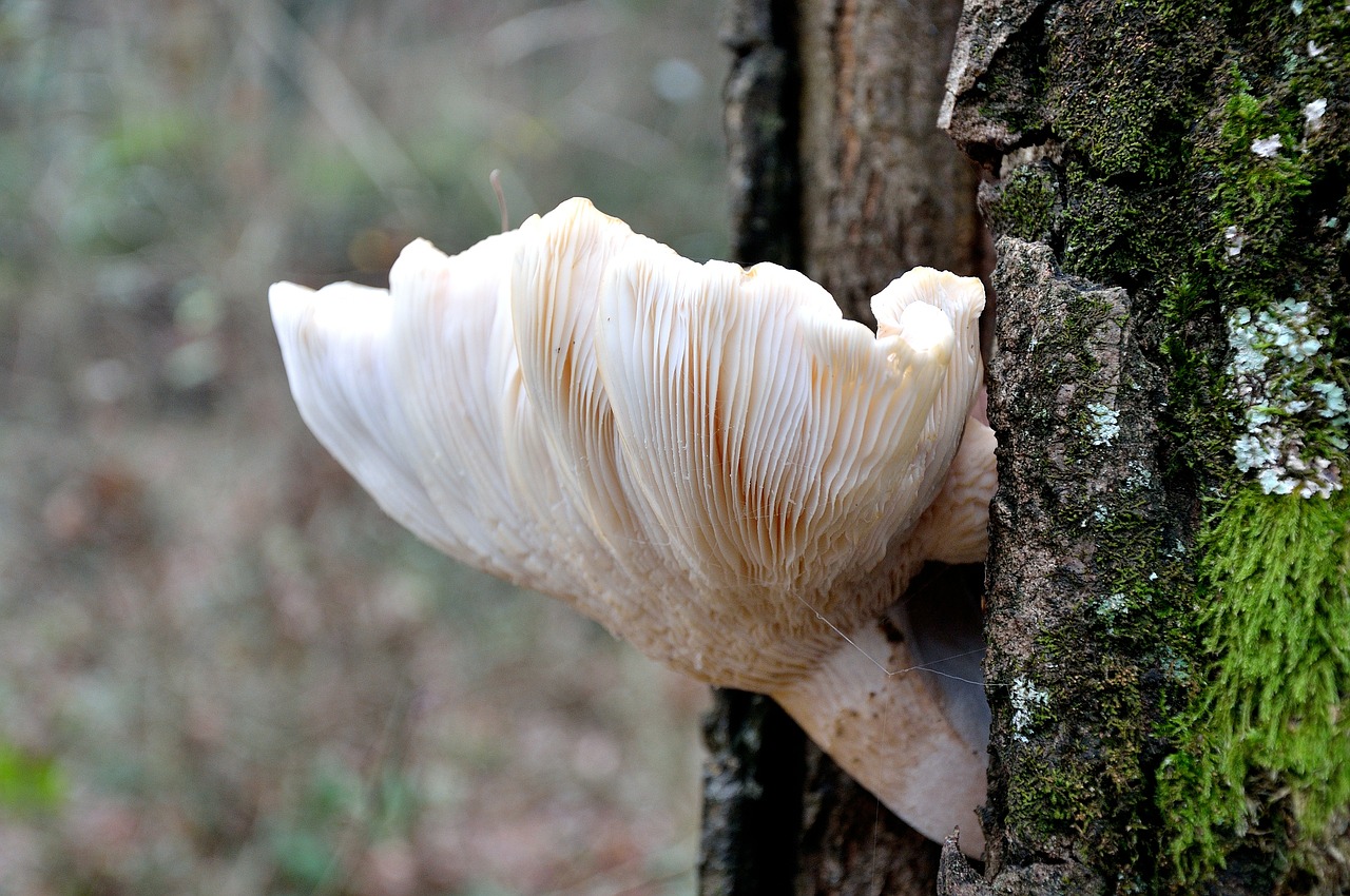 fungus forest trunk free photo