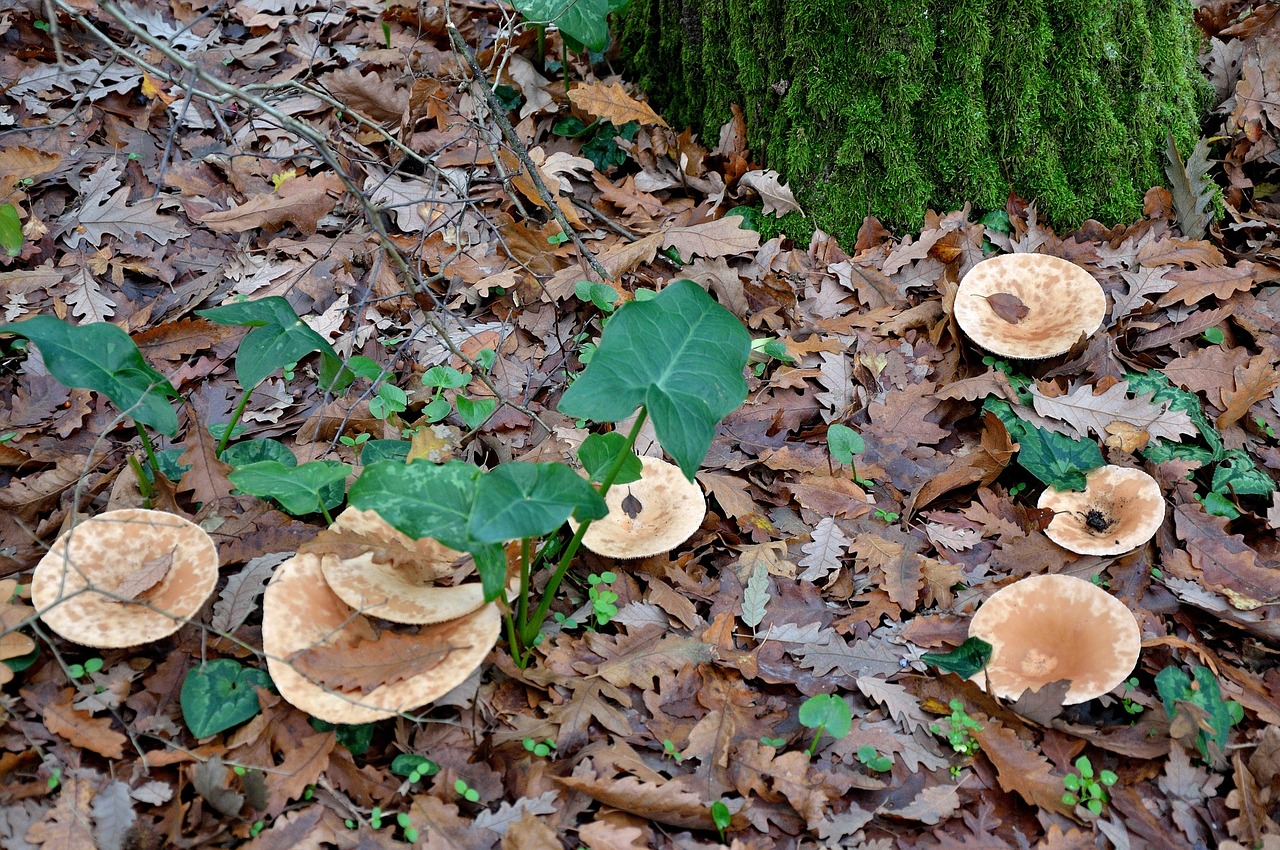 fungus forest nature free photo
