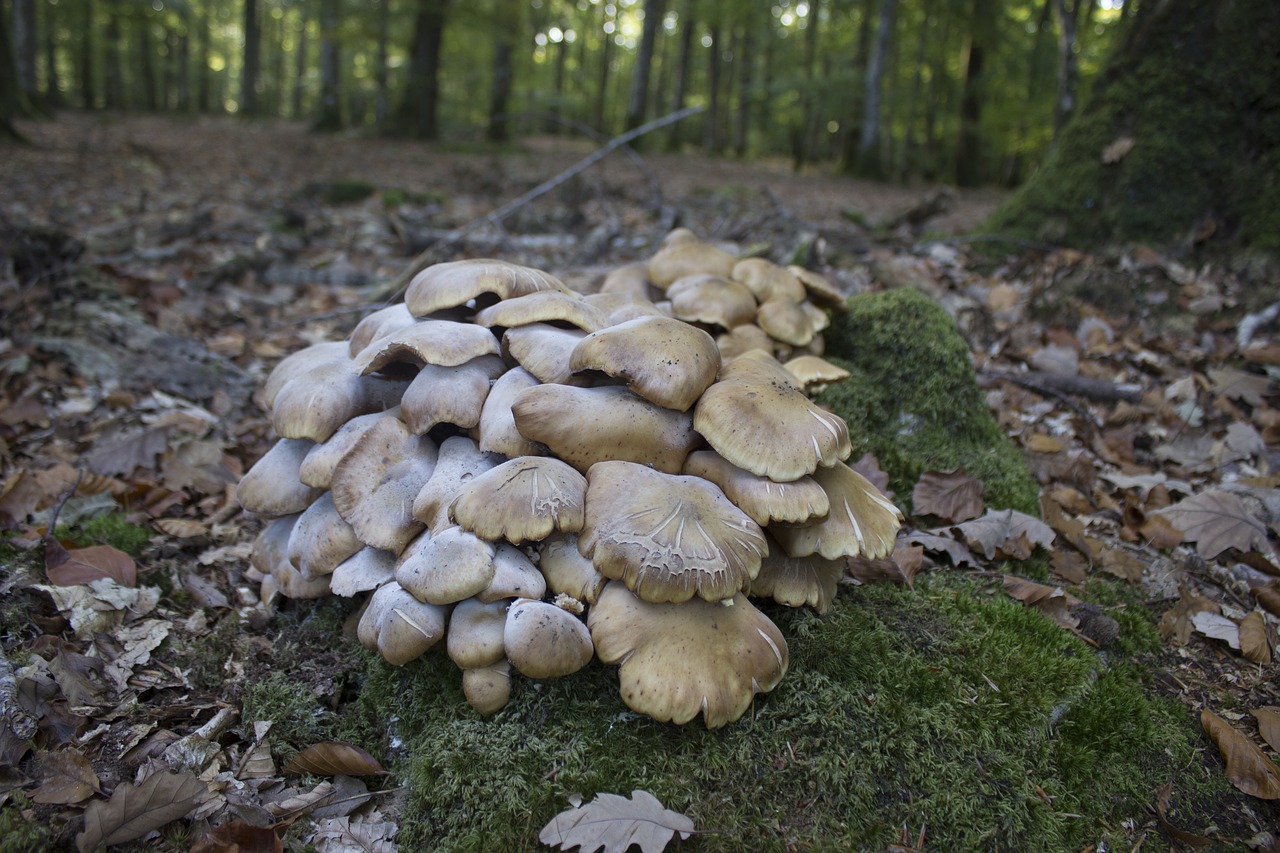 fungus red mushroom white free photo