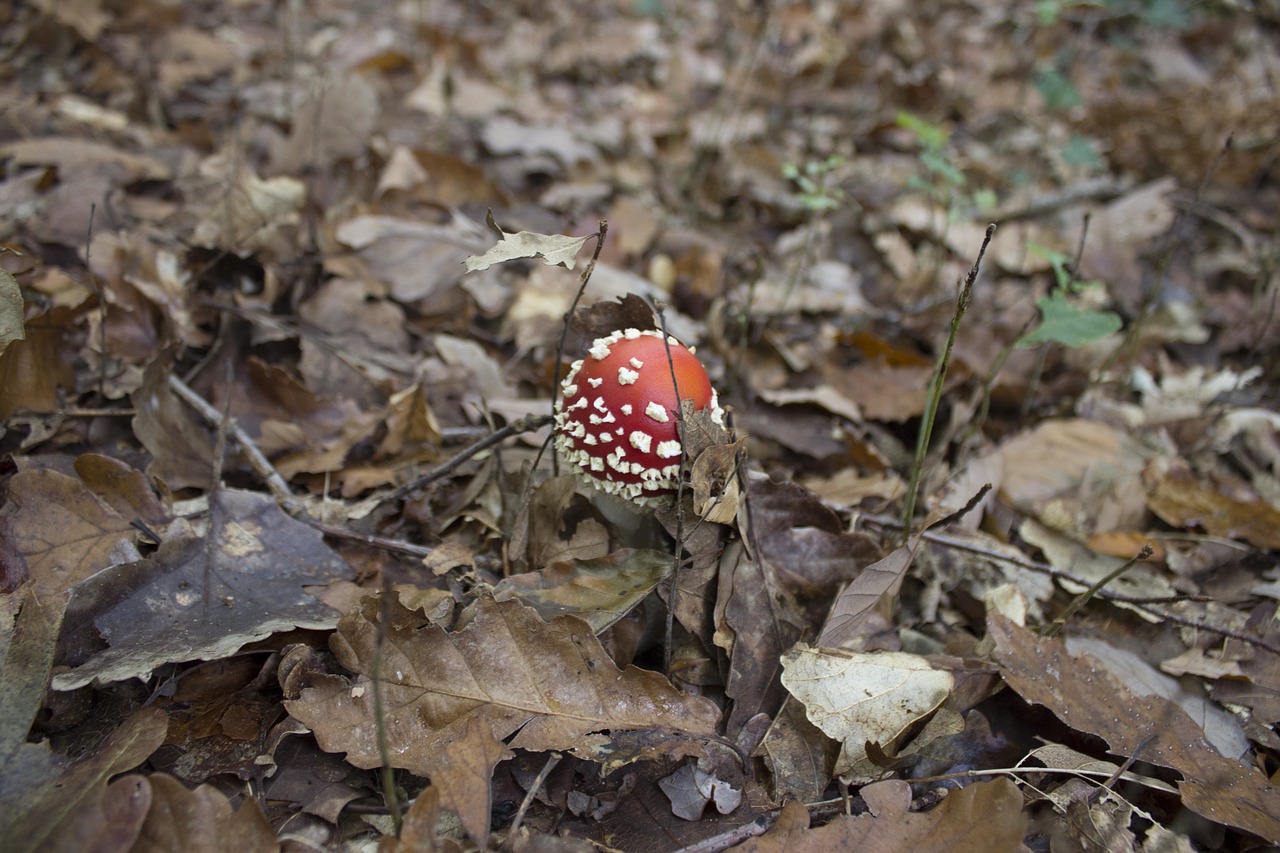 fungus red mushroom white free photo