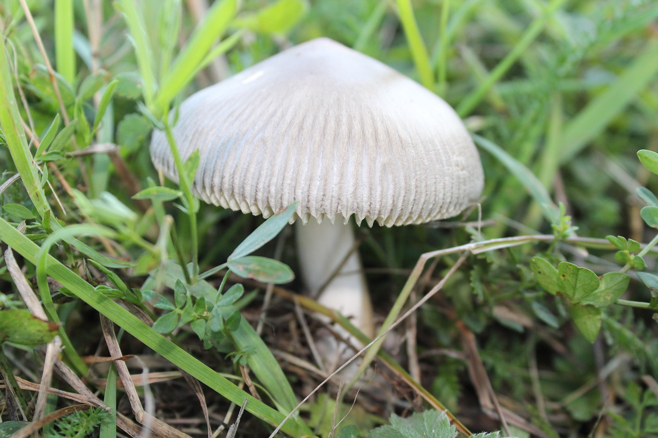 fungus forest nature free photo