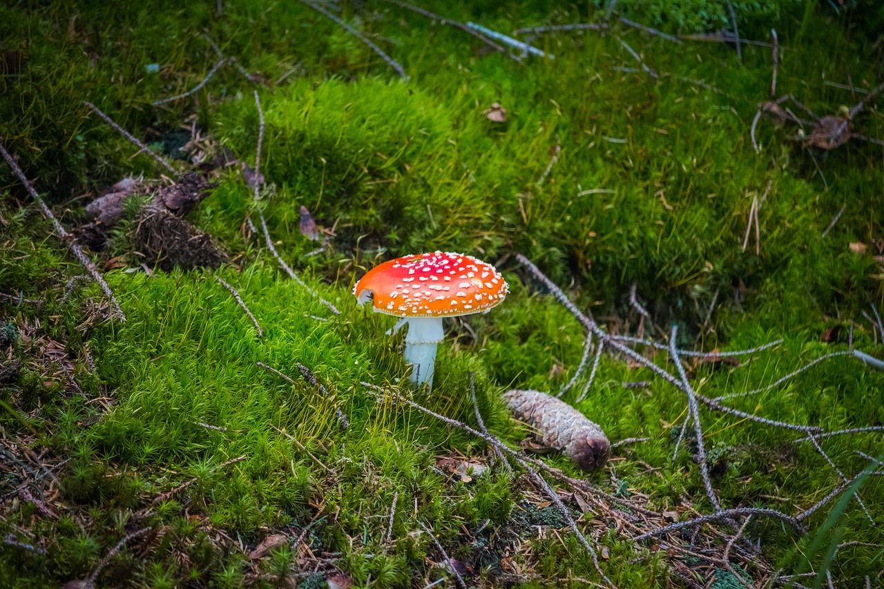 fungus toadstool amanita muscaria free photo