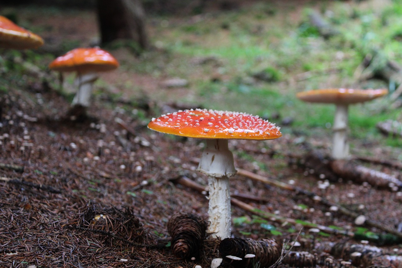 fungus forest toadstool free photo