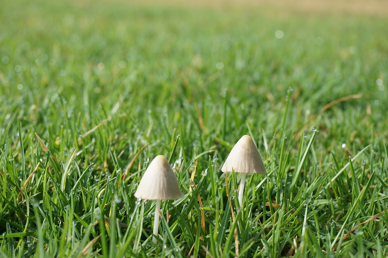 fungus fungi nature free photo