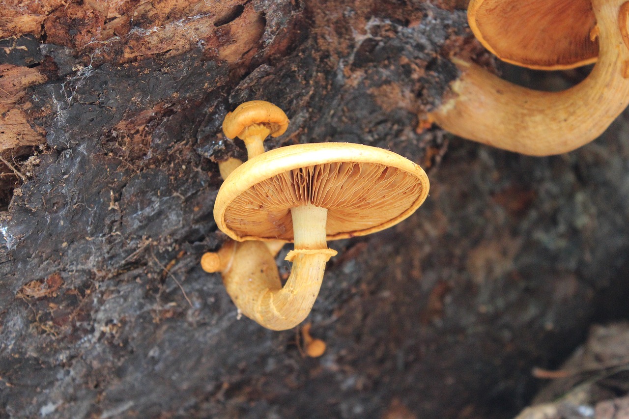 fungus toadstool mushroom free photo