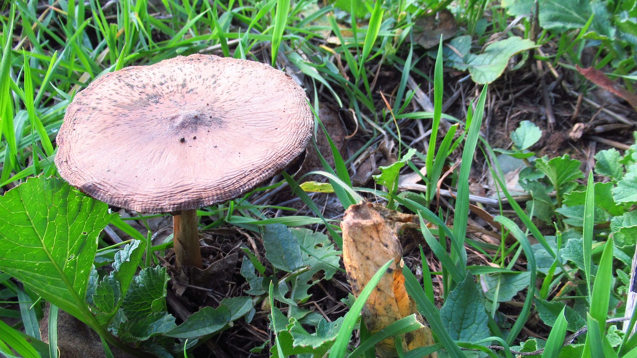 fungus green field free photo