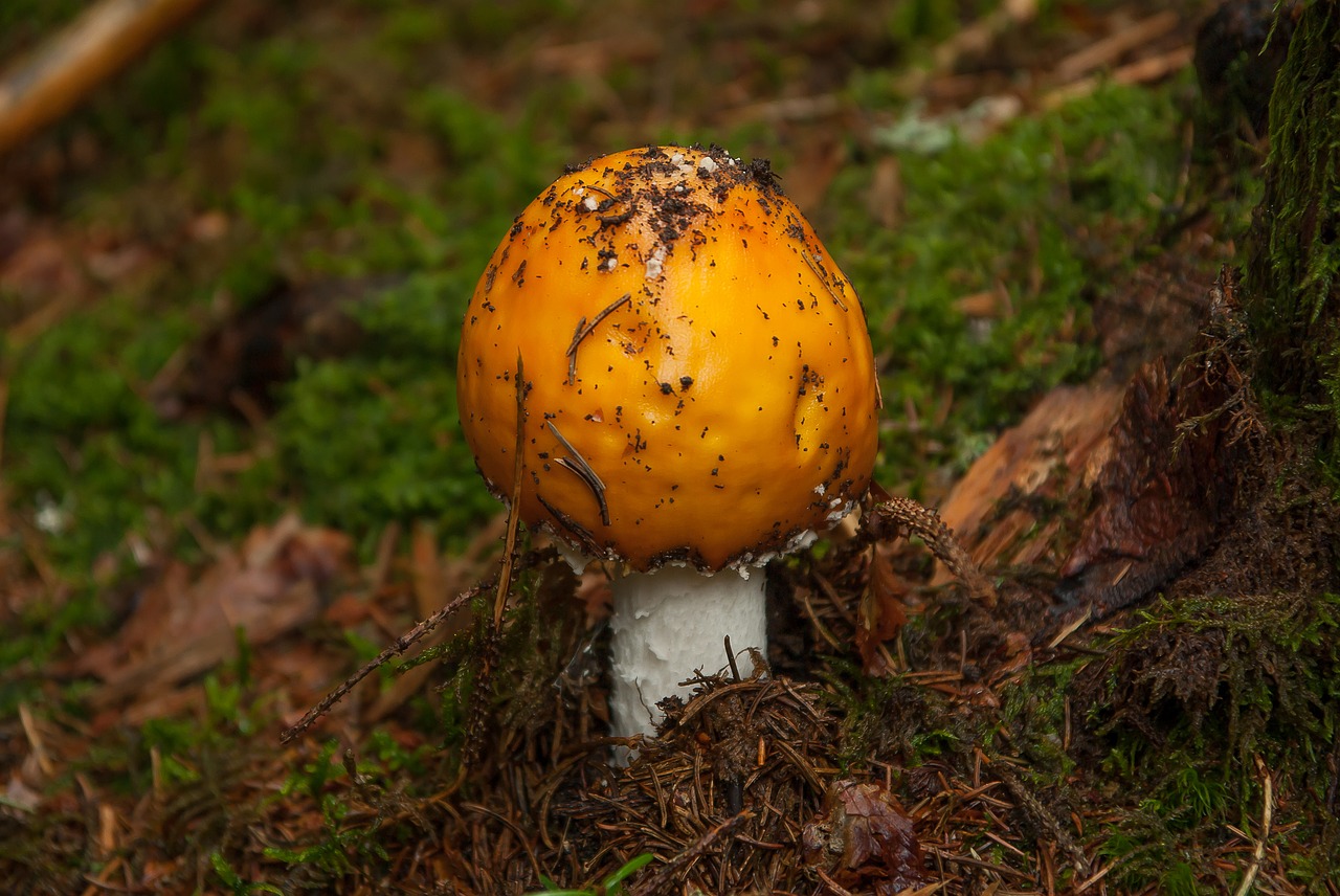 fungus forest fall free photo