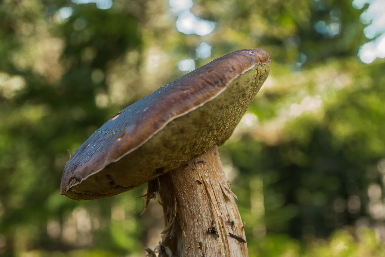 fungus cep forest free photo