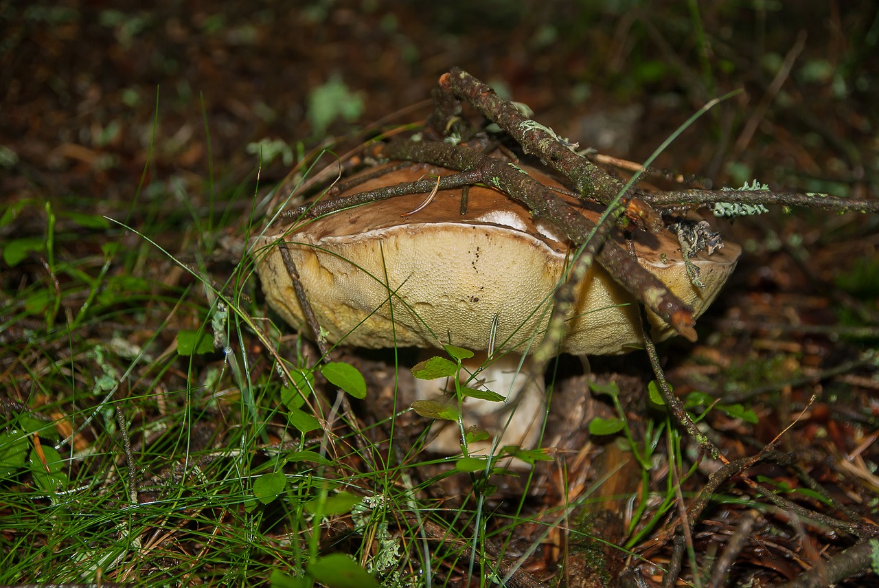 fungus cep forest free photo