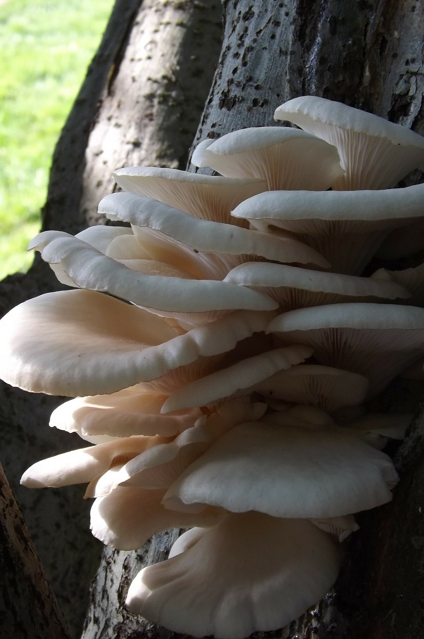 fungus tree mushroom free photo