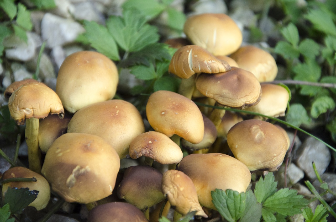 fungus forest nature free photo