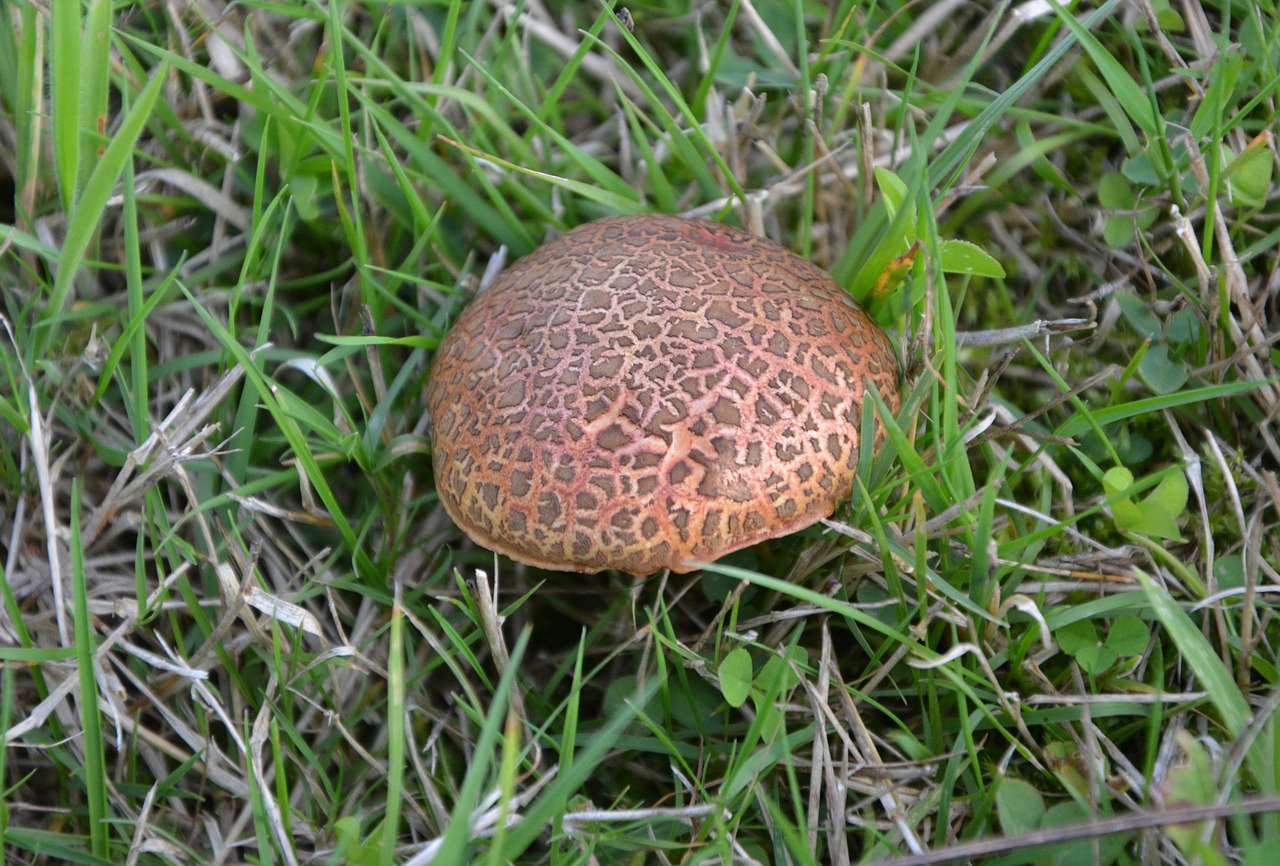 fungus green grass nature free photo